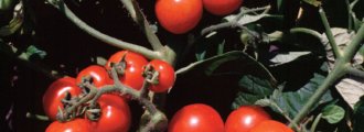 بذر گوجه فرنگی گیلاسی واشنگتن ارگانیک